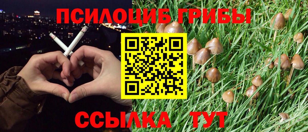 Псилоцибиновые грибы Cubensis Аксай